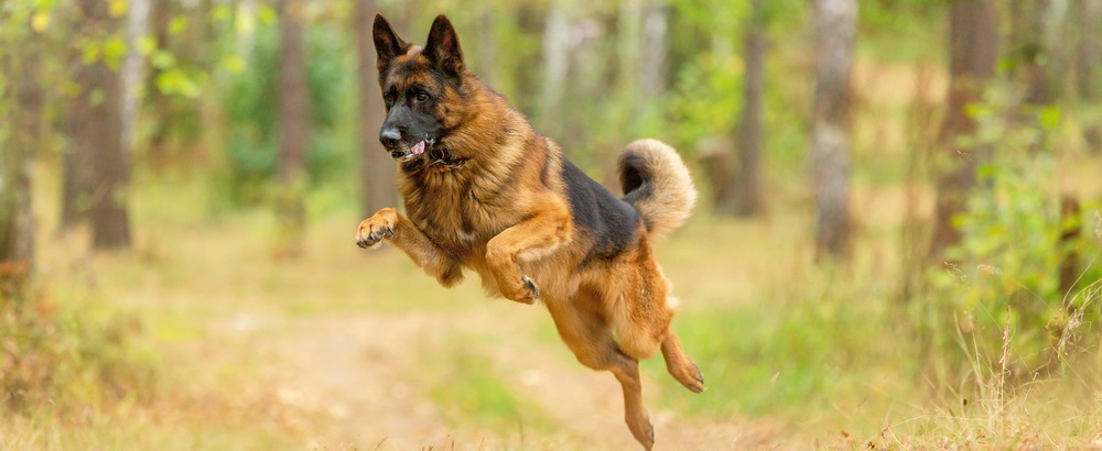 are german shepherds hyperactive