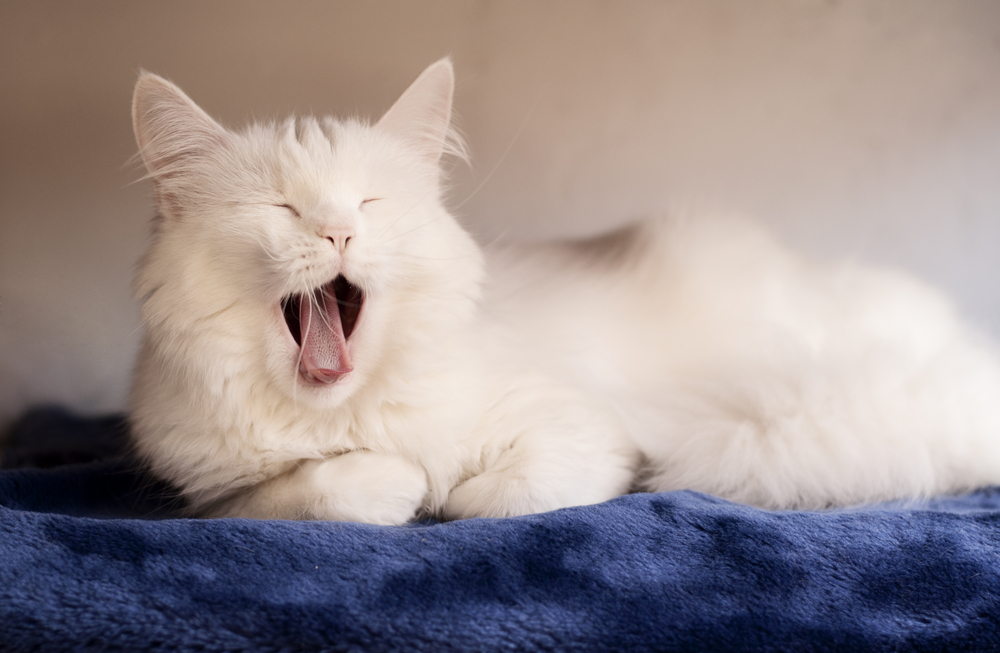 What Causes Tongue Ulcers In Cats