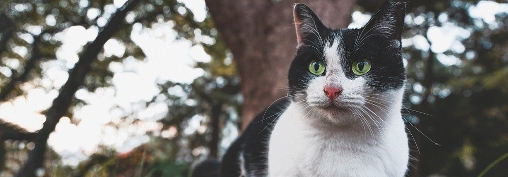 cat mouth ulcers treatment,meckrai.com