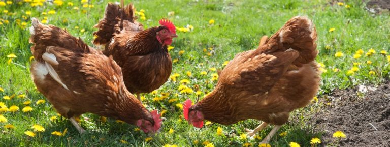 Preventing Bumblefoot In Chickens 