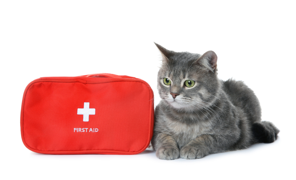 A Helpful Guide to Building a Cat First Aid Kit Vetericyn