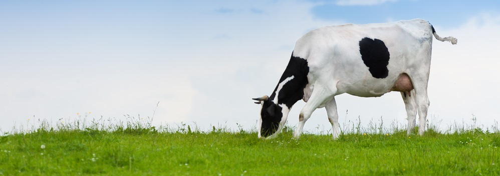 4 Essential Steps For Fly Control In Cattle