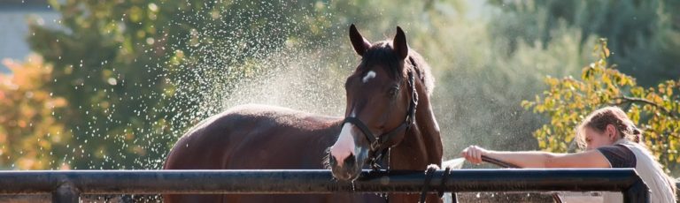 5 Tips for Finding the Best Horse Shampoo | Vetericyn