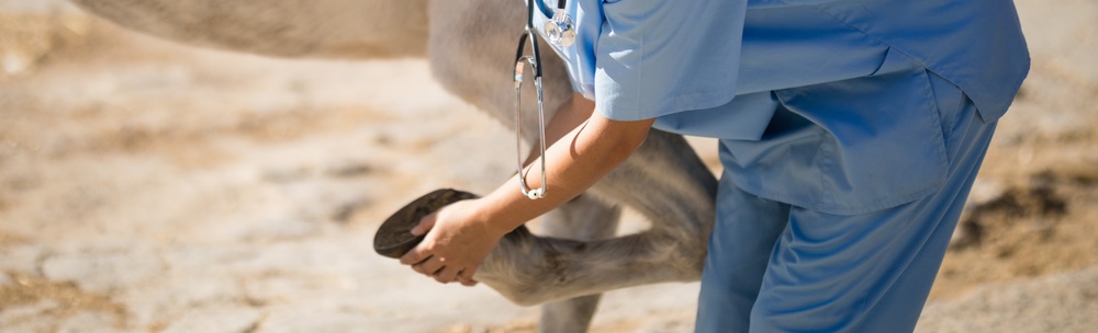 Veterinarian examines horse's hoof