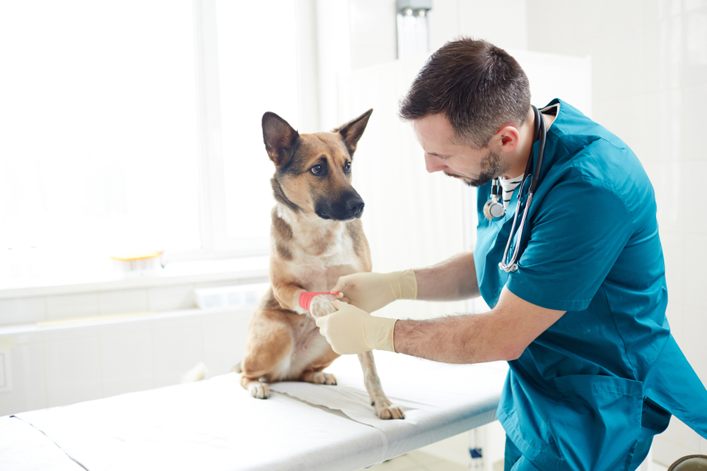 How to Clean a Dog Wound: A Helpful Guide | Vetericyn