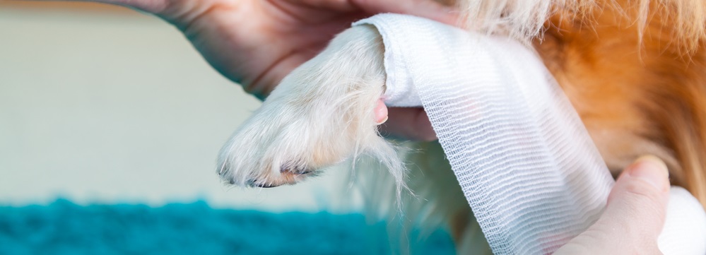 How to Clean a Dog Wound: A Helpful Guide | Vetericyn