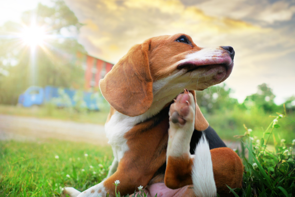 Compulsive Licking Biting And Scratching In Dogs A Helpful Guide 