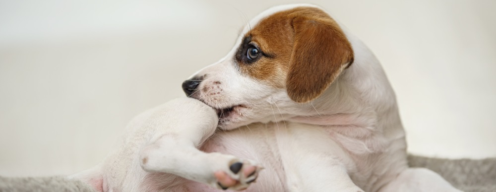 Dog constantly biting store self