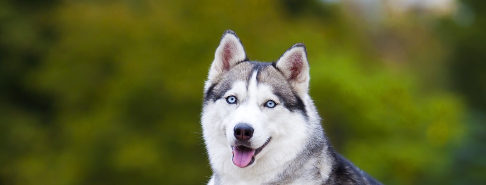 what are the symptoms of conjunctivitis in dogs