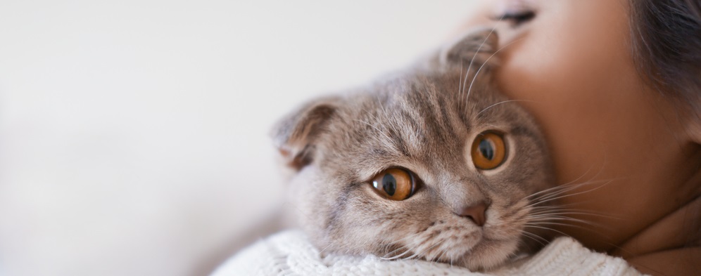 cataracts in cats age