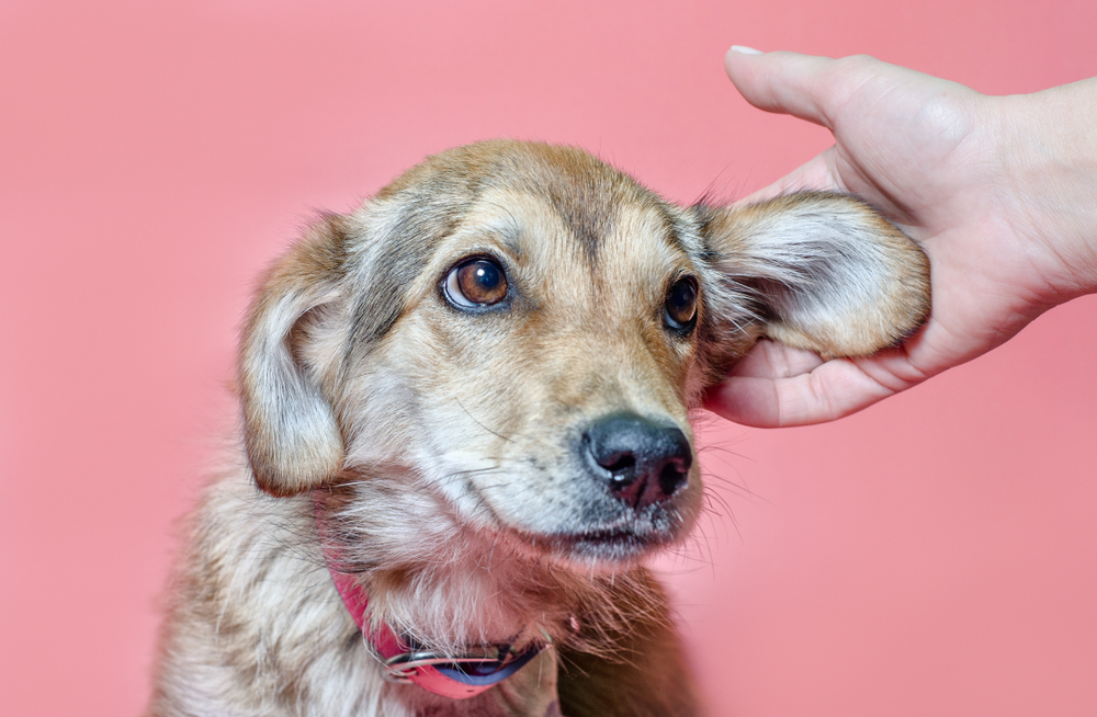 Relieving Your Dog's Itchy Ears: Everything You Need to Know | Vetericyn