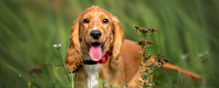 Relieving Your Dog's Itchy Ears: Everything You Need To Know 