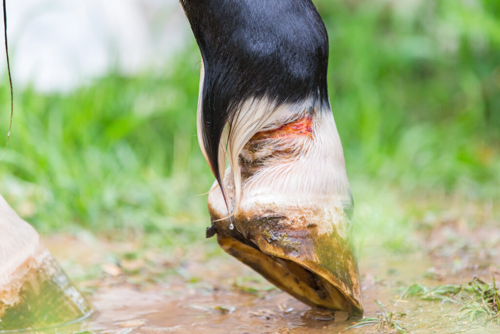 How to Treat a Horse Wound Vetericyn