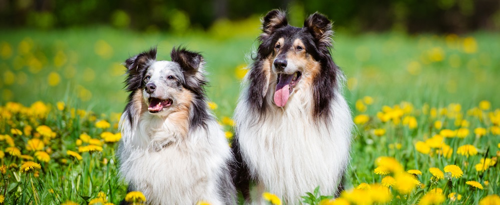 Two collies in the meadow