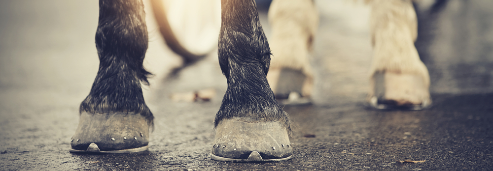 The hoofs with horseshoes. Hoofs of the horse standing on asphalt