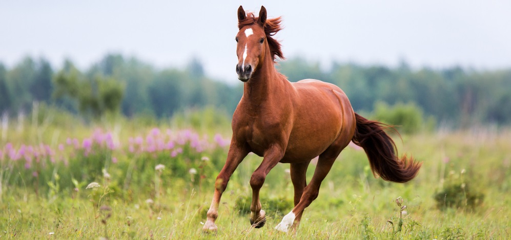 chestnut horses