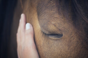 Close up portrait of a brown horse with his eyes shut, a female hand stroking his head.