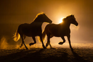 Silhouette of two galloping Haflinger Horses in a orange smokey atmosphere, against the light