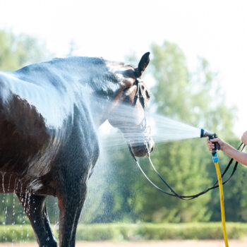 Young teenage girl equestrian washing her favorite brown horse in shower