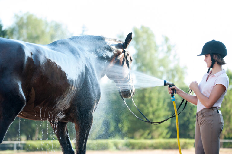 Showering horse Vetericyn Animal Wellness