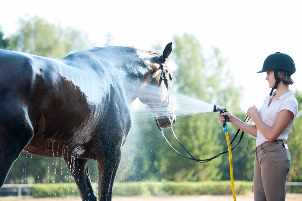 best balancer for ulcer prone horse