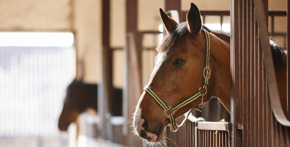 Horse Flies: How to Get Rid of Horse Flies, Plus Horse Fly Bites