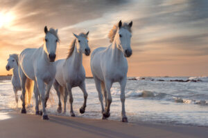 Herd of white horses running through the water on a sand beach