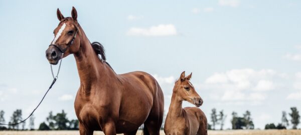 how-to-heal-pink-eye-in-horses-vetericyn