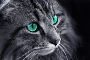 The face of a Norwegian Forest Cat with turquoise eyes