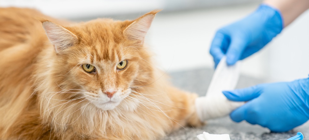 Adult maine coon cat having its paw bandaged by the veterinarian