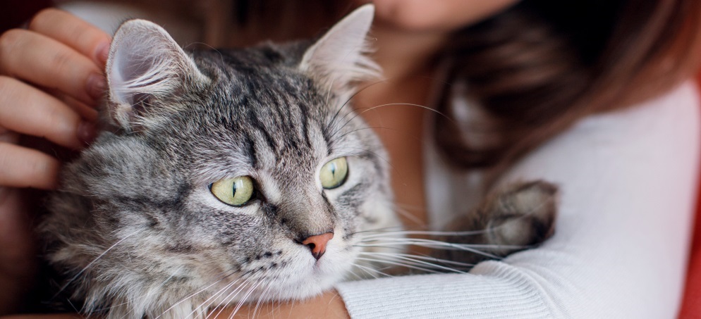 Woman at home holding and hug her lovely gtay tabby cat with green eyes