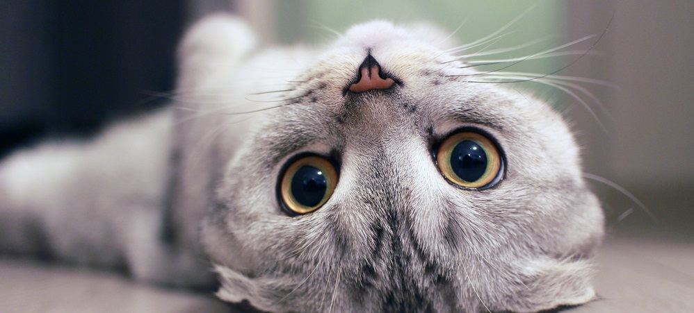 Scottish Fold cat lying on the back