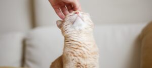 Gentle ginger cat