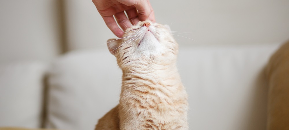 Gentle ginger cat