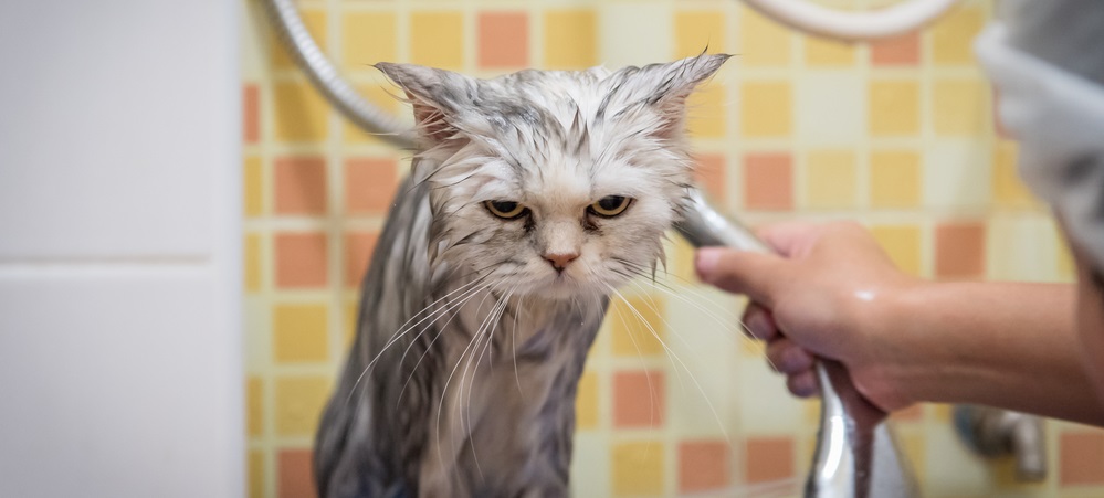 Wet Persian chinchilla cat sitting on a bathtub looking very grumpy