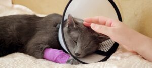 female hand strokes a sleeping gray cat with a veterinary collar and bandaged paw