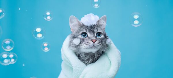 How Often Should You Bathe a Cat | Vetericyn