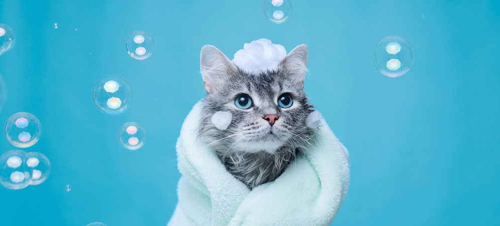 Lovely kitten after bath wrapped in towel with soap foam on his head on blue background