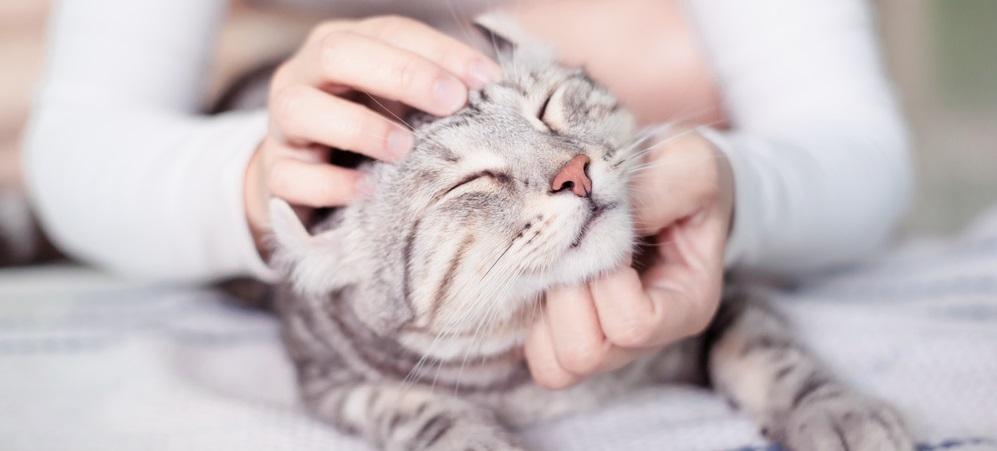 happy cat lovely comfortable sleeping by the woman stroking hand grip at