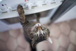 tabby shorthair cat reaching for buttons on the oven in the kitchen