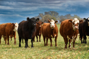 Cattle raisin in the countryside