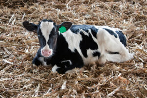 Black and white calf laying on straw