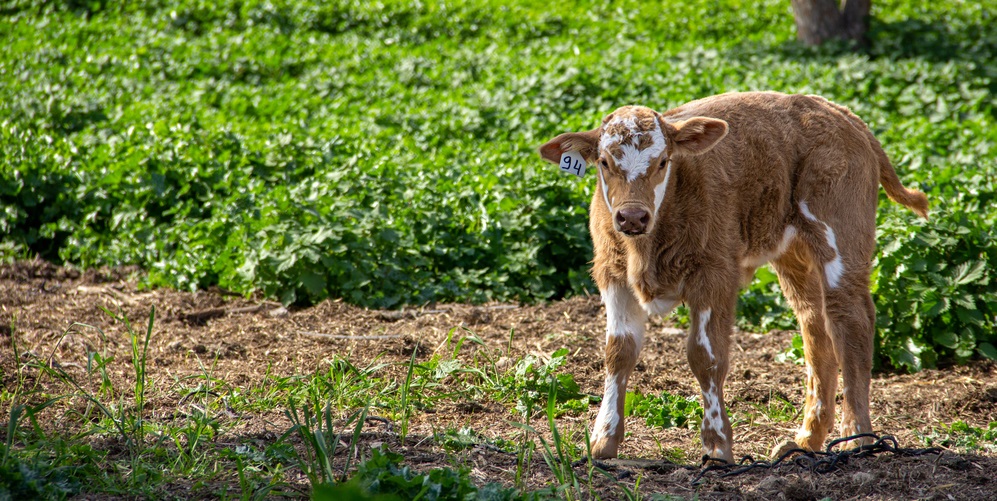 A calf eats in flowering pastures