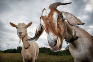 Two goats on on a meadow looking at thelook at the camera