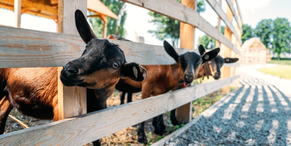 Brown goats standing in wooden shelter and looking at the camera