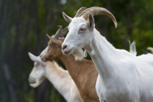 Profile portrait of three goats