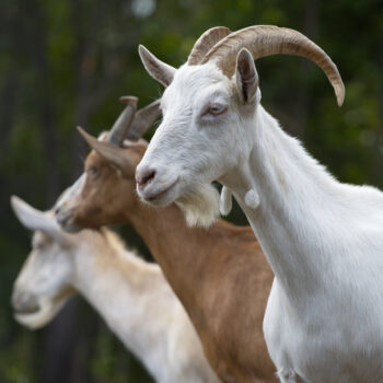 Profile portrait of three goats
