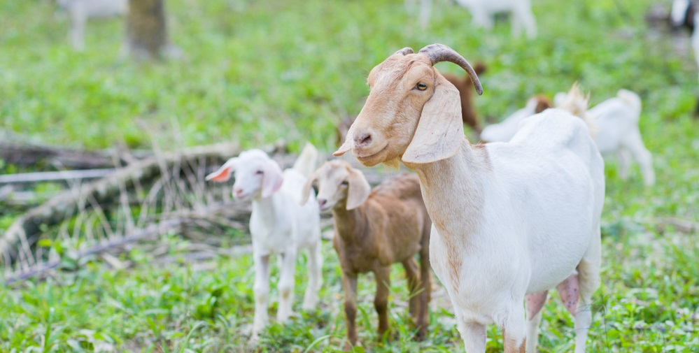 Brown and white goats on a pasture