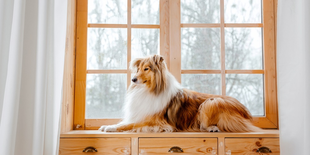 The Rough Collie dog at home sitting next to a large window