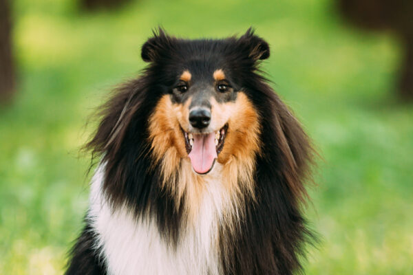 Tricolor,Rough,Collie,,Scottish,Collie,,Long-haired,Collie,,English ...